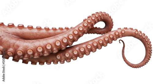 A highly detailed close-up of an octopus tentacle with suction cups against a white background. Realistic texture and natural curve