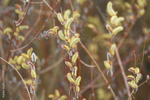 Purple willow catkins, spring buds
