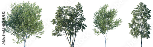 Foto Set of Populus alba and Betula pendula trees frontal isolated png on a transpare