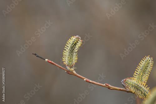 Purple willow catkins, spring buds
