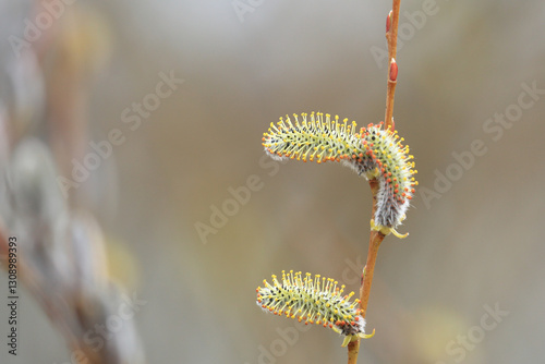 Purple willow catkins, spring buds