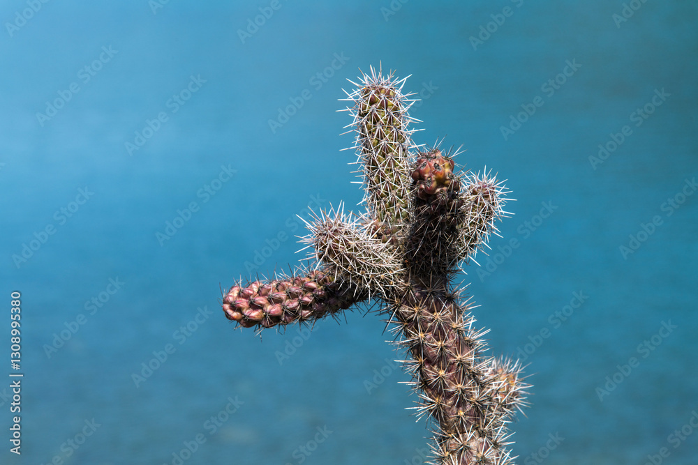 Naklejka premium View of the cactus against the sea