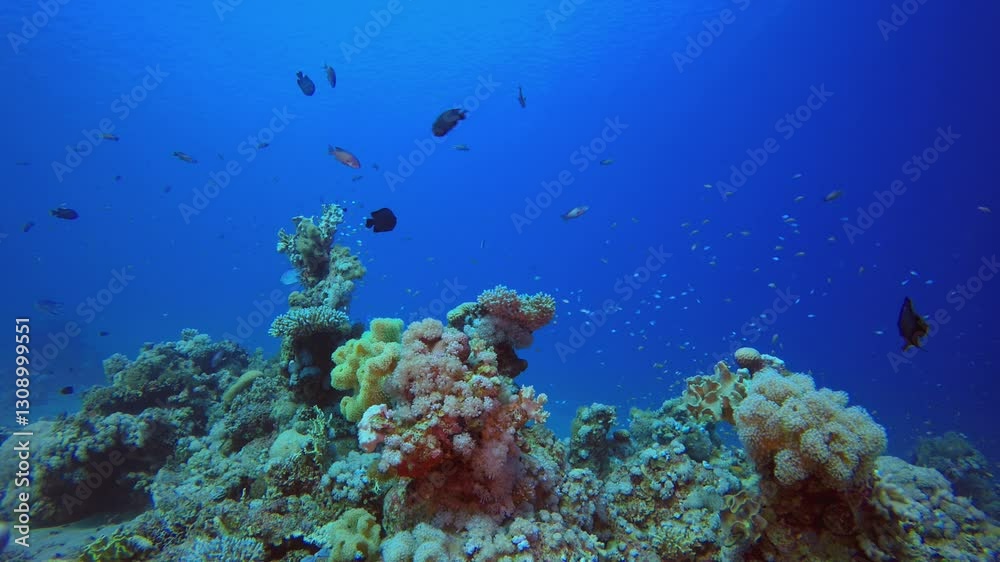 Blue Water background and Coral. Underwater sea fish. Tropical fish reef marine. Colourful underwater seascape. Reef coral scene. Coral garden seascape. Colourful tropical coral reefs. Blue Water background and Coral. Underwater sea fish. Tropical fish reef marine. Colourful underwater seascape. Reef coral scene. Coral garden seascape. Colourful tropical coral reefs.
