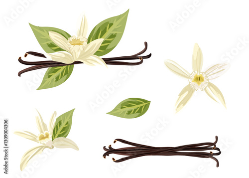 Set of vanilla pods and flower isolated on white background. Vector illustration.