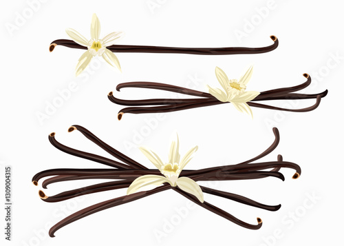 Set of vanilla pods and flower isolated on white background. Vector illustration.