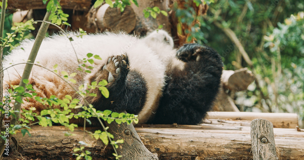 Giant Panda Resting. Bear Or Simply, Is Bear Species Endemic To China. Panda Diplomacy. Travel To China. National Symbol Of China, Personifying Sincerity, Friendliness, Tolerance And Kindness