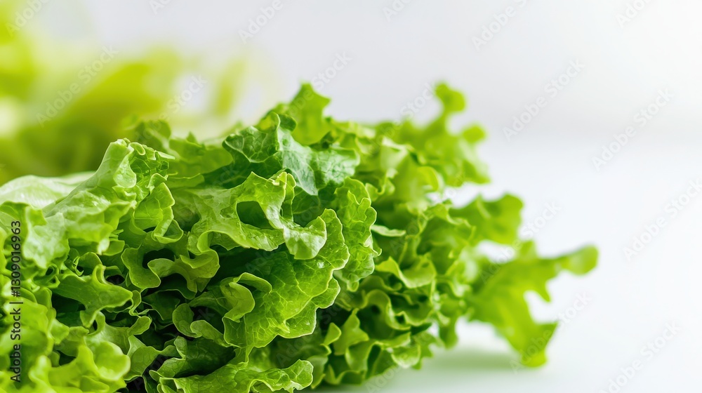 Fresh Green Lettuce Head with Crisp Leaves Isolated on White Background Fresh Green Lettuce Head with Crisp Leaves Isolated on White Background