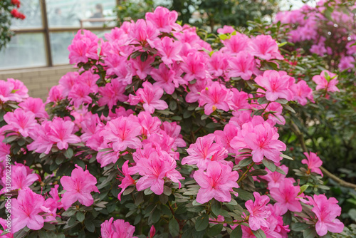 Blooming pink japan Azalea Ericaceae bush, Geisha Purple, rhododendron flower background. Evergreen decorative plant outdoor or in orangery in botanical garden. Gardeining, plant breeding