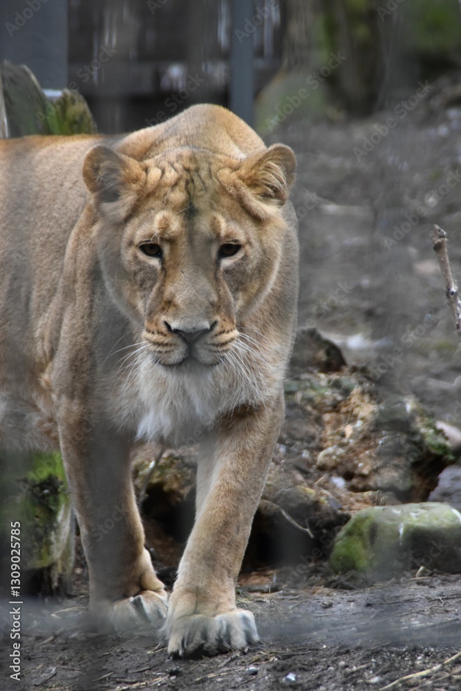 An Asiatic lion is outdoors in a zoo in spring day. The animal is endangered. An Asiatic lion is outdoors in a zoo in spring day. The animal is endangered.