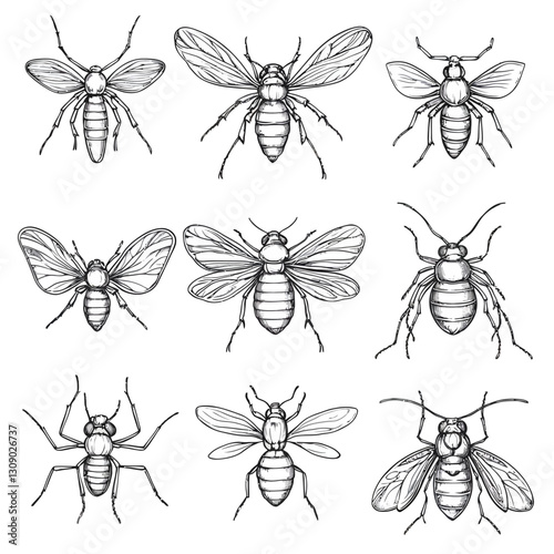Hand-drawn illustration of various insects, black and white art, entomology study.