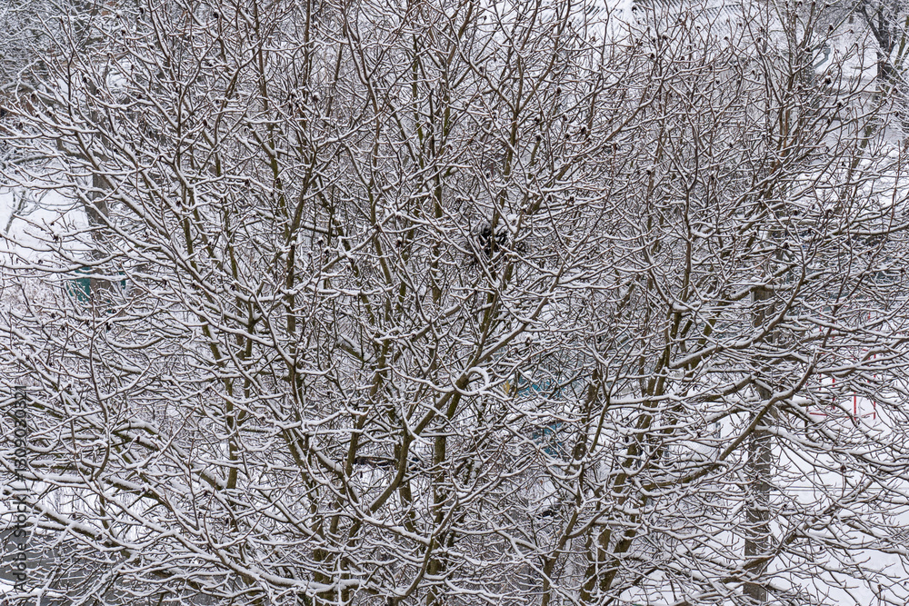 Winter branches covered in fresh snow in a tranquil setting Winter branches covered in fresh snow in a tranquil setting