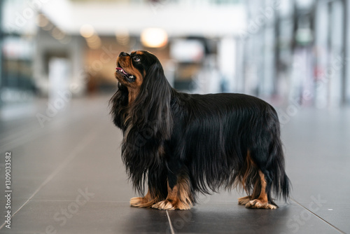 Cavalier King Charles Spaniel Black and Tan color show quality