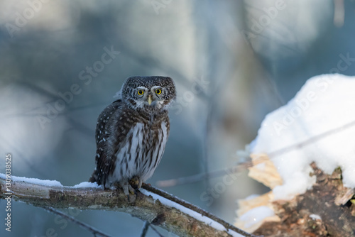 Pygmy owl - sóweczka  photo