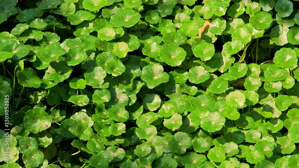 Centella asiatica (gotu kola). Fresh green leaves.
Centella asiatica (gotu kola). Fresh green leaves.
