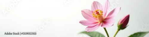 Focused flower with delicate petals on a clean white background, flowers, plant, leaves