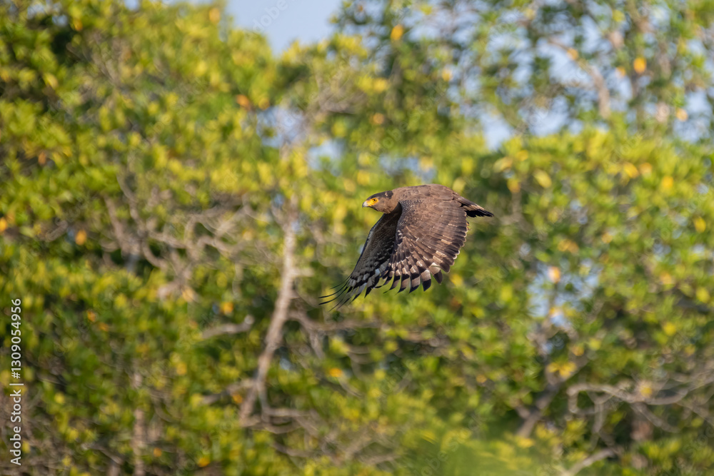 Fototapeta premium Crested serpent eagle soaring after taking-off from a perch