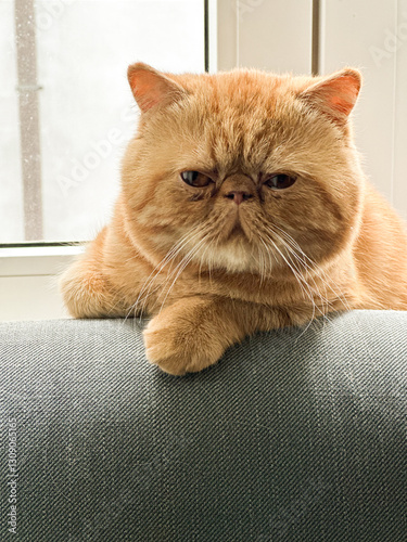 фотографія Ginger exotic shorthair cat resting on a gray fabric couch near a window