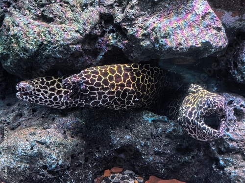 Honeycomb Moray Eel Resting