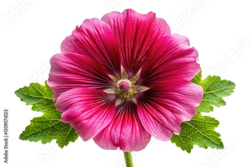Macro botanical photography: isolated claret mallow (Alcea rosea) flower, high-resolution, white background.