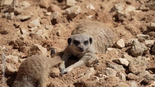 Video en 4k de dos suricatos en la tierra en día soleado
