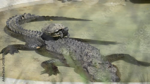 Video en 4k de tortuga encima de cocodrilo en el charco de agua tomando el sol