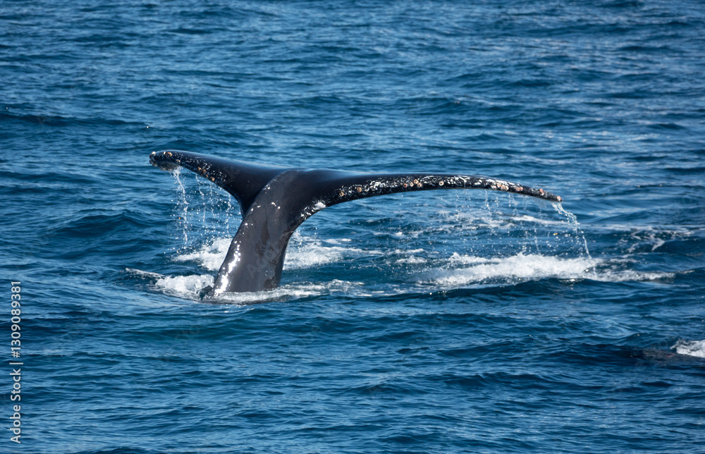 Naklejka premium Tail fluke of a humpback whale (Megaptera novaeangliae), Cabo San Lucas, Baja California, Mexico, Cabo San Lucas, Baja California, Mexico
