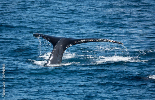 Tail fluke of a humpback whale (Megaptera novaeangliae), Cabo San Lucas, Baja California, Mexico, Cabo San Lucas, Baja California, Mexico photo