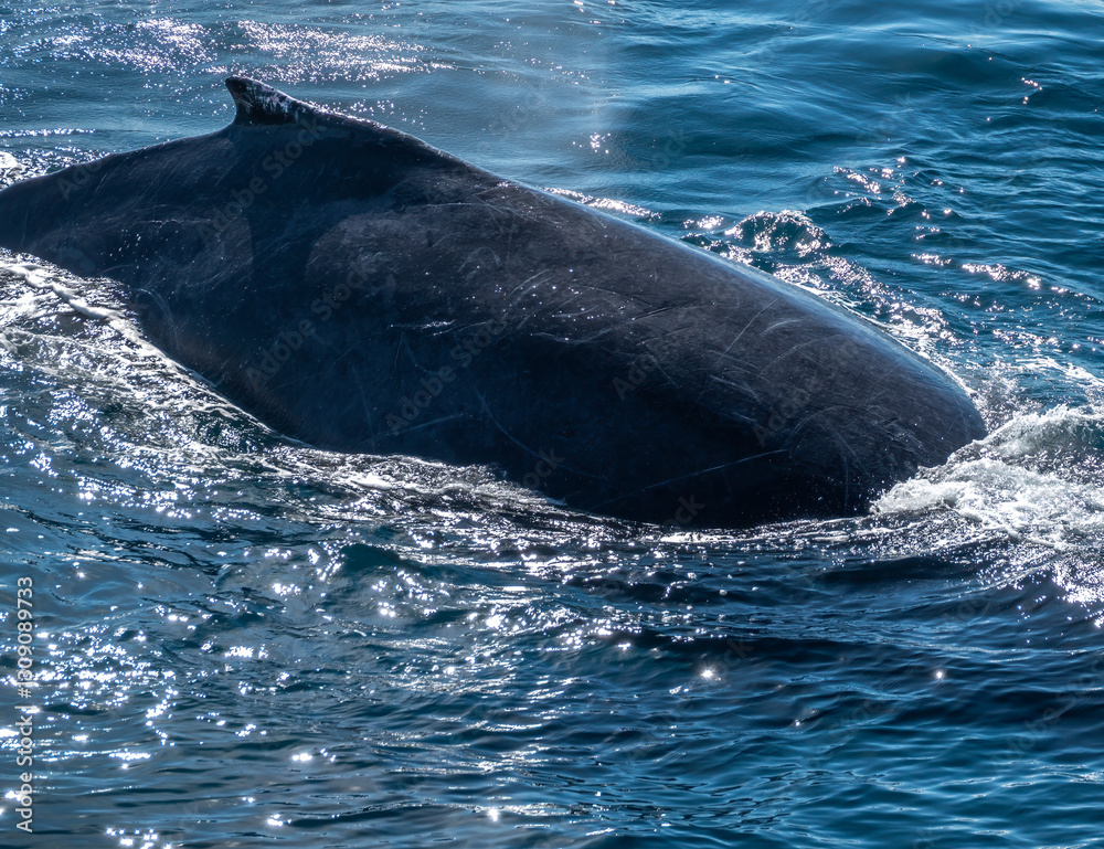 Fototapeta premium Closeup of a the skin scratches of a humpback whale (Megaptera novaeangliae), Cabo San Lucas, Baja California, Mexico