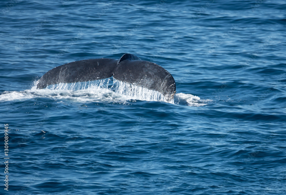 Naklejka premium Elegant tail fluke of a humpback whale (Megaptera novaeangliae), Cabo San Lucas, Baja California, Mexico