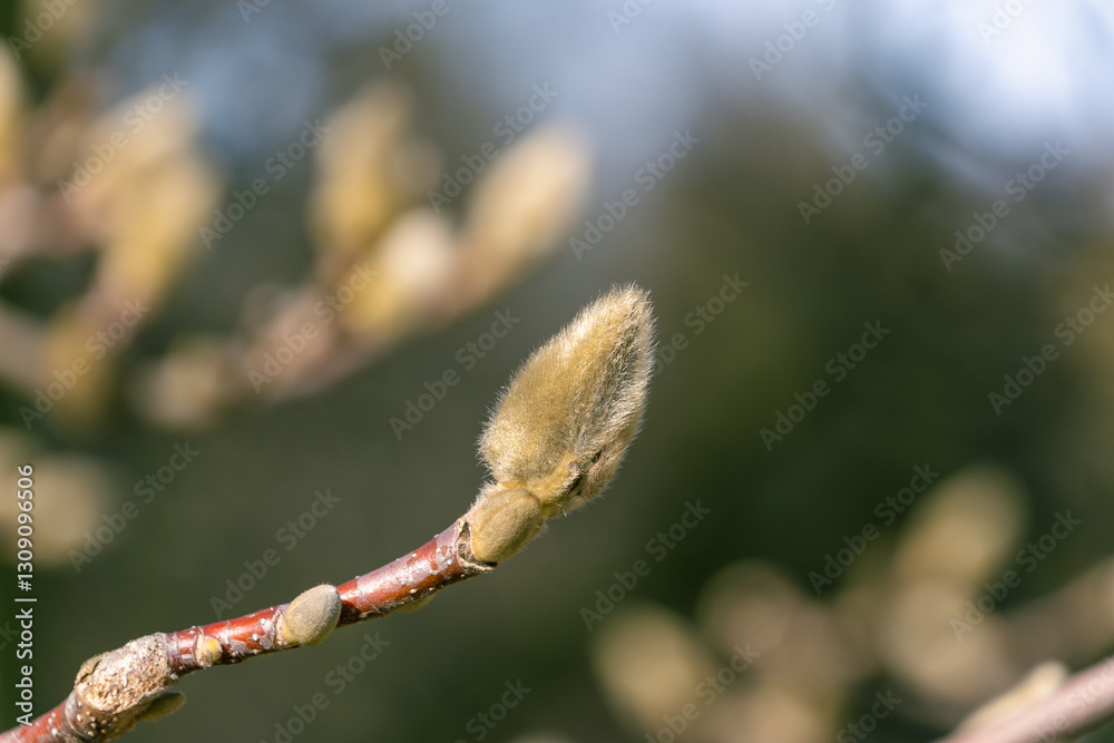 Buds of Magnolia denudata. The lilytree, Yulan magnolia. Buds of Magnolia denudata. The lilytree, Yulan magnolia.