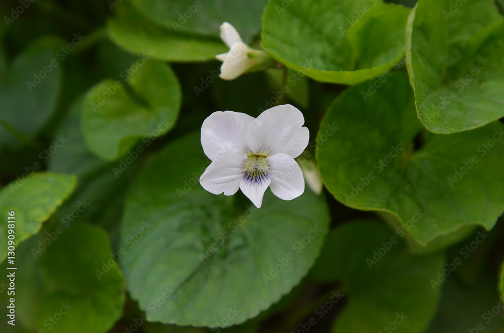 White wood violet (Viola sororia albiflora). Closeup ,top view photo white violet flower, green leaves. growing in sprig yard. Planting spring flowers concept. Free copy space. White wood violet (Viola sororia albiflora). Closeup ,top view photo white violet flower, green leaves. growing in sprig yard. Planting spring flowers concept. Free copy space.