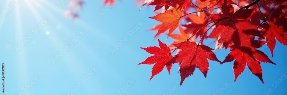 Bright red maple leaves against clear blue sky , element, treetop, background Bright red maple leaves against clear blue sky , element, treetop, background