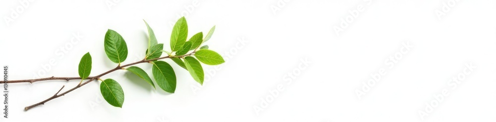 Single branch against a stark white background, foliage, simplicity Single branch against a stark white background, foliage, simplicity