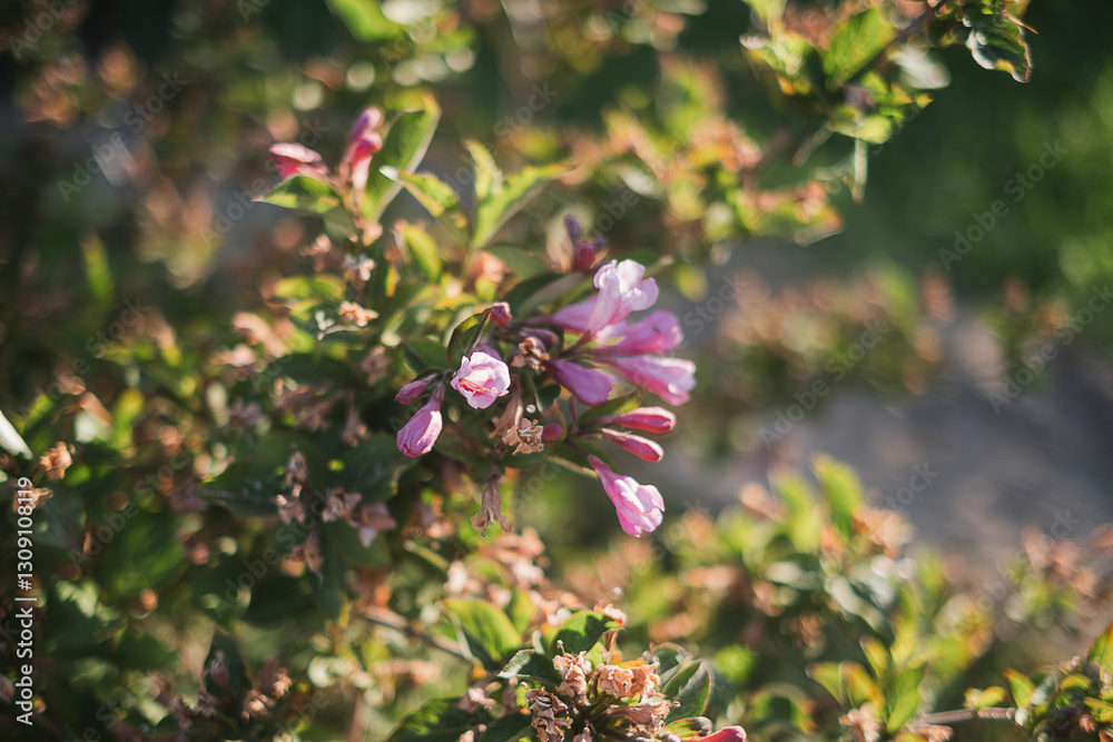 Fototapeta premium purple flowers in the garden