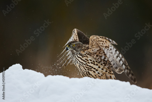 Closeup view of female eurasian goshawk (Accipiter gentilis) in the snow, flapping wings.