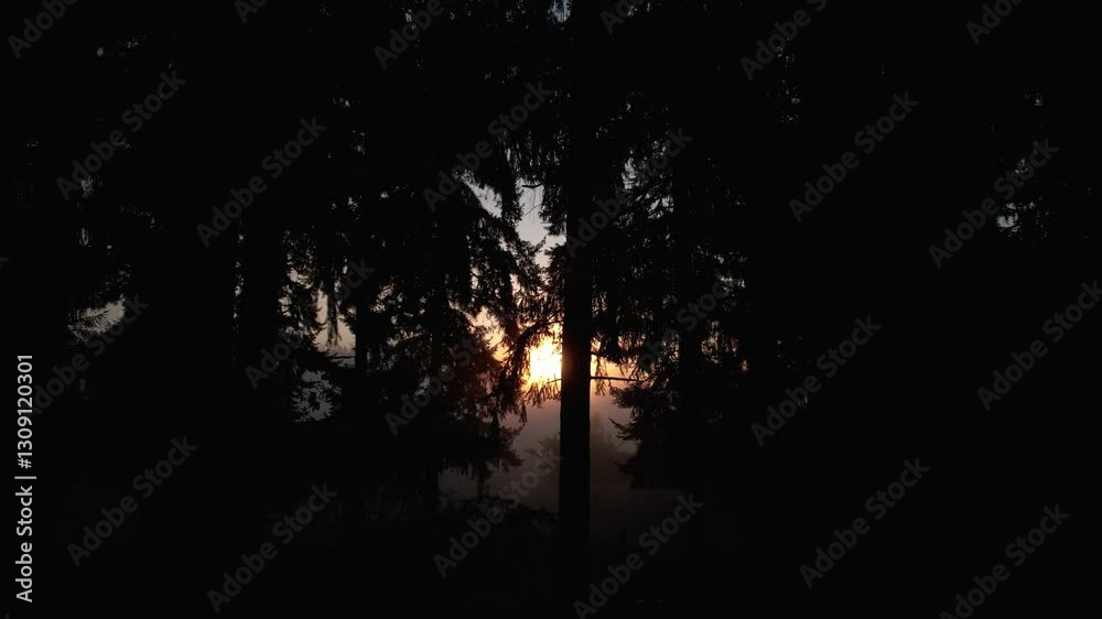 Foggy sunrise behind pine trees creating a mysterious, peaceful atmosphere Foggy sunrise behind pine trees creating a mysterious, peaceful atmosphere