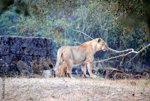 lion in the grass