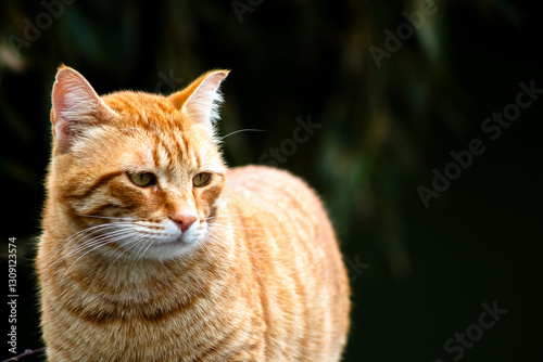 Portrait of yellow cat on blurred background. Close-up photo of a street cat. Homeless animal.