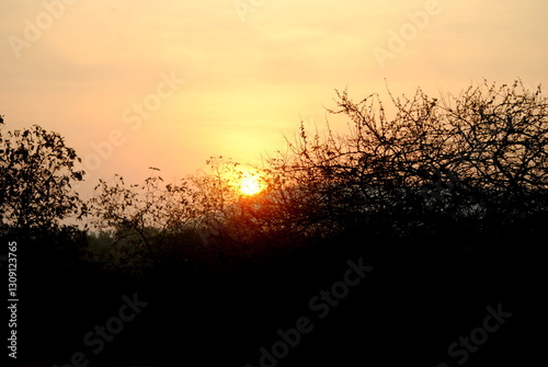 sunset in the grass