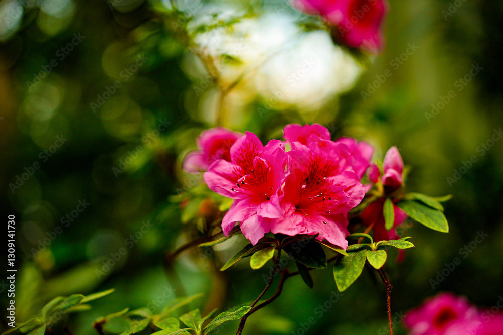 Close-up of Flowering azalea in the botanical garden, spring red azalea, colorful garden, red flowering shrub Close-up of Flowering azalea in the botanical garden, spring red azalea, colorful garden, red flowering shrub