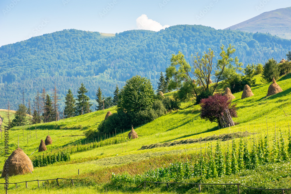 haystacks on the agricultural field near the forest. natural environment. rural landscape at the foot of the mountain in summer. beautiful countryside scenery in evening light. carpathian alps