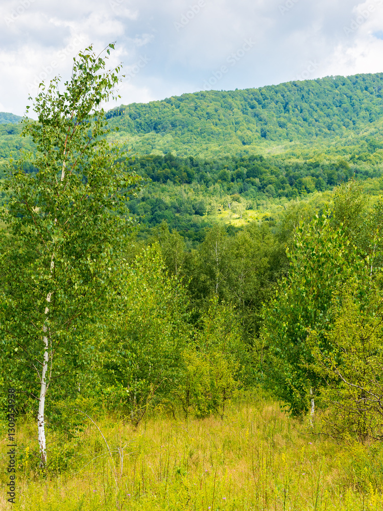 birch trees on the grassy hillside on a sunny day. mountainous landscape of transcarpathia in summer. clouds on the sky. countryside scenery in dappled light