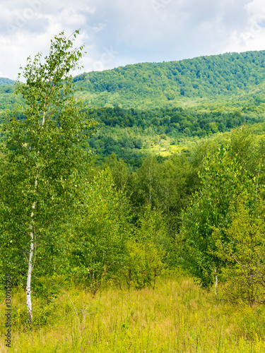 Obraz na płótnie birch trees on the grassy hillside on a sunny day. mountainous landscape of transcarpathia in summer. clouds on the sky. countryside scenery in dappled light w salonie
