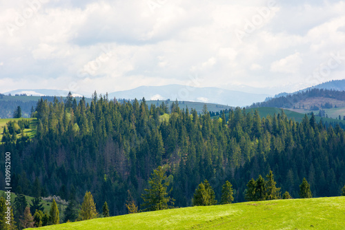Obraz na płótnie hillside of mountain range with coniferous forest and grassy meadow. outdoor adventure. sunny day in spring. beautiful view w salonie