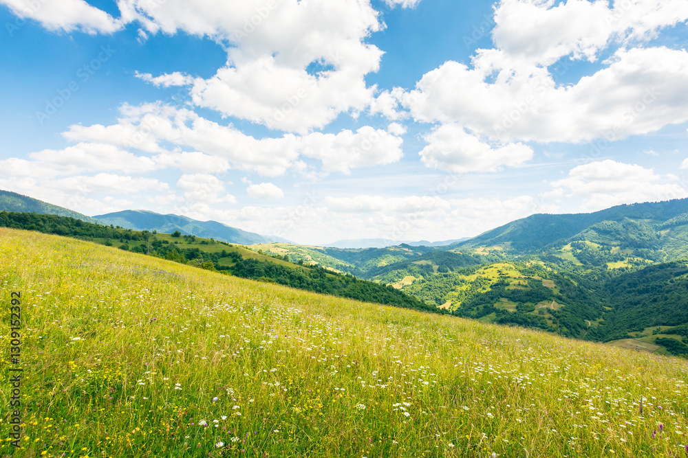 scenery with alpine field in summer. pasture on the hillside. herbs among the grass. rolling carpathian mountain landscape in dappled light. clouds on the blue sky above the hill. natural environment