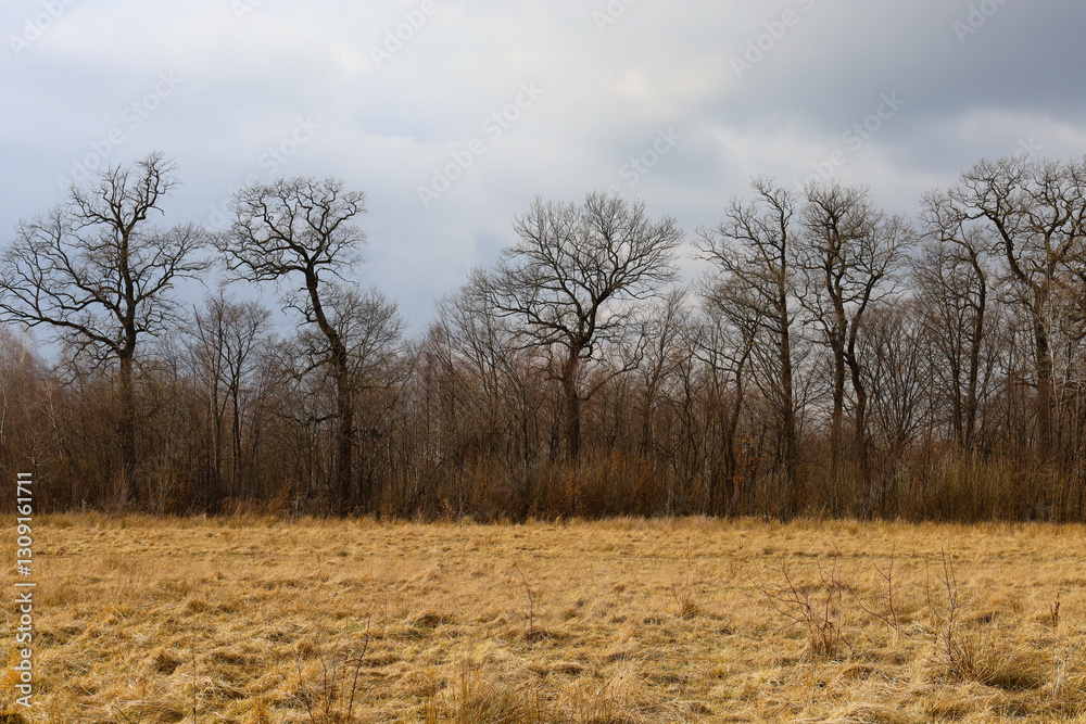 The photograph shows a landscape of a field with dry grass, behind which is a forest with leafless trees. The trees have characteristic branching crowns that stand out against the cloudy sky. The photograph shows a landscape of a field with dry grass, behind which is a forest with leafless trees. The trees have characteristic branching crowns that stand out against the cloudy sky.