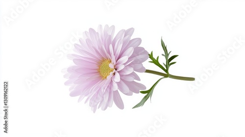 Delicate purple daisy flower with a green stem on a plain white background, showcasing its natural beauty.