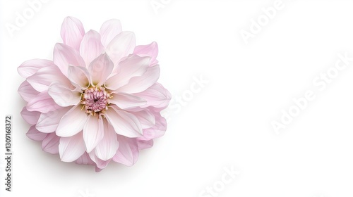 Elegant pink and white flower on a plain white background, showcasing delicate petals and soft colors.