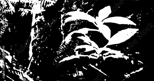 Plants in the rainforest
