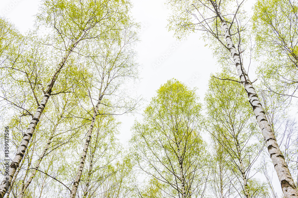 Obraz premium Springtime foliage of birch trees reaching towards a cloudy sky in Sweden
